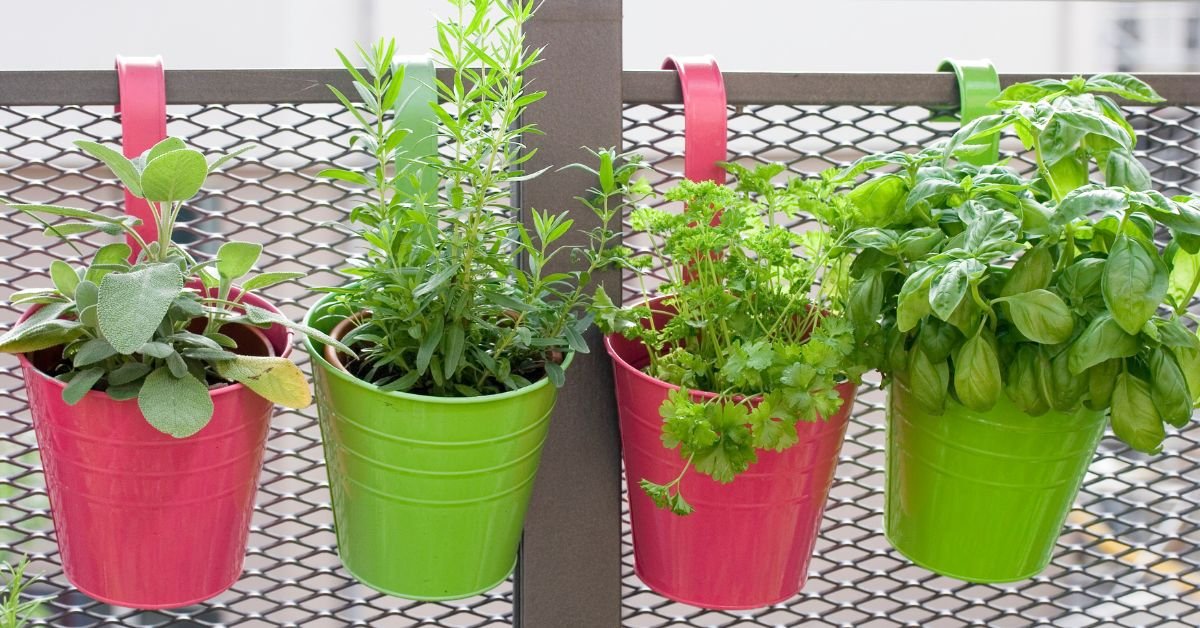 Herb garden on a balcony with four colorful pots in green and pink, growing mint, basil, cilantro, and sage – ideal for balcony gardening.