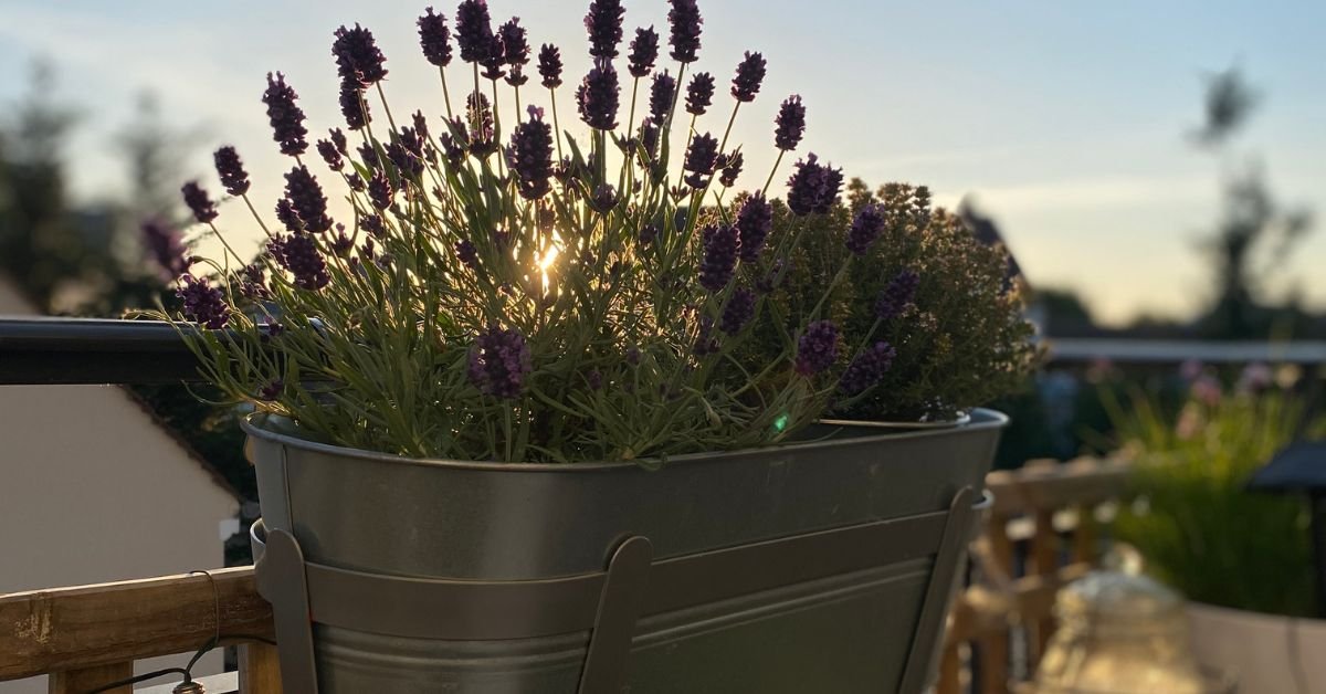 Lavender plant in a balcony garden, growing in a pot.